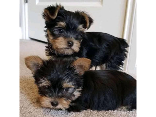 Super Teacup-sized Yorkie